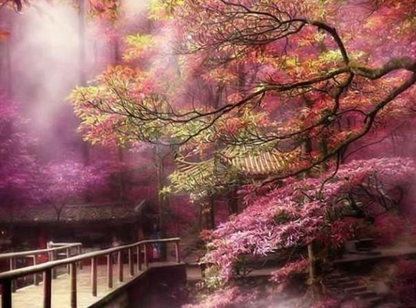 缤纷水果茶